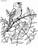 Sparrows Coloring Pages Sparrow Kids Bird sketch template