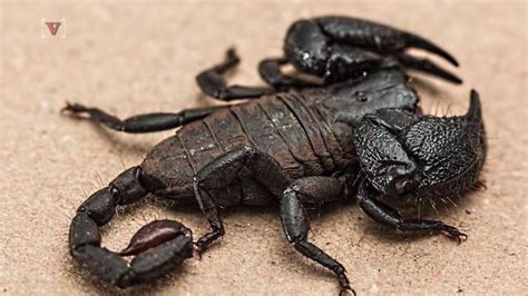 woman finds scorpion in her salad mix