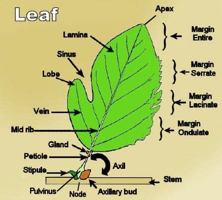 deepak sir shyam  vyas lesson  morphology  flowering plants