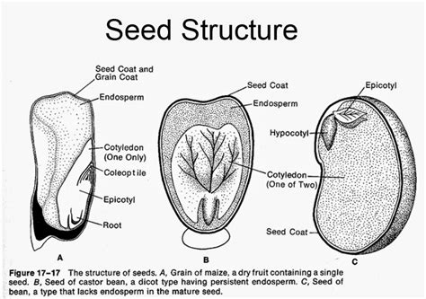 bbe st grade science lab gardening plant parts