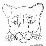 Panther Coloring Puma Pages Lion Mountain Face Drawing Cougar Drawings Florida Color Animal Easy Head Printable Panthers Print Outline Kids sketch template