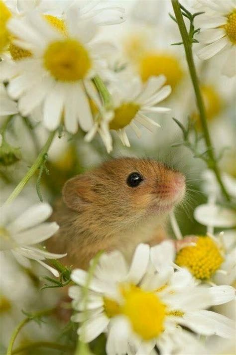 39 best mice field mice field mouse harvest mouse