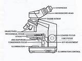 Microscope Compound Parts Binocular Drawing Sketch Simple Light Practical Diagram Microscopy Part Labeled Side Scope Paintingvalley Drawings Getdrawings Its Onion sketch template
