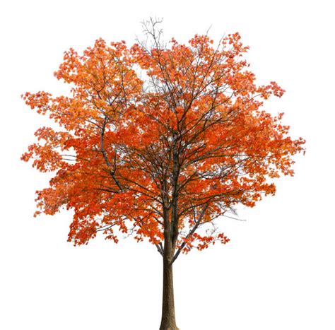 maple tree stock  pictures royalty  images istock