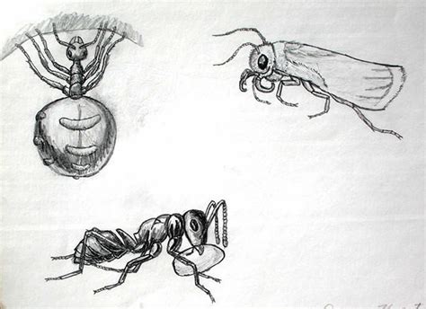 artwork  duane hurst pencil drawing  insects