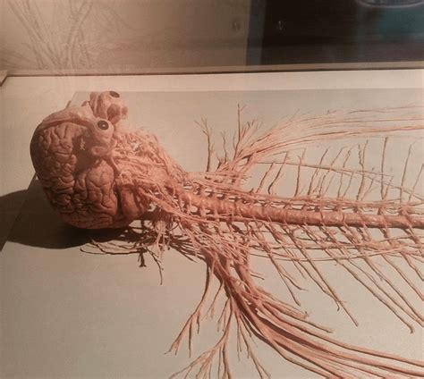 dissected human nervous system rmedizzy