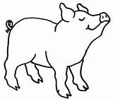 Cerdo Dibujos Cerdos sketch template