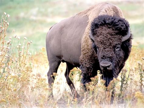 animal wildlife american bison animal  facts  images