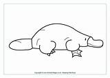 Platypus Colouring Coloring Wombat Pages Printable Australian Animal Animals Stew Billed Duck Templates Activityvillage Outlines Choose Board Australia Platypuses Sheets sketch template