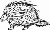 Porcupine Coloring Pages Clipart Clip Cliparts Printable Library Sheets Kids Animal Color Printables Supercoloring Template sketch template