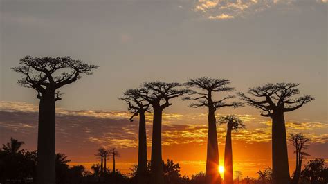 Des Chercheurs Alertent Sur La Mort De Certains Des Plus Vieux Baobabs