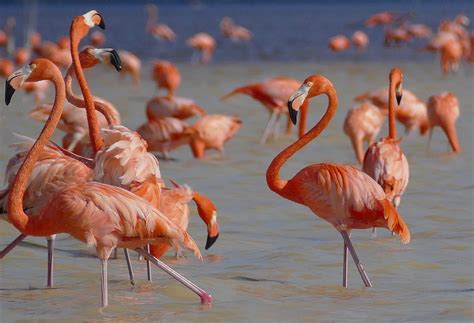 American Flamingo Simple English Wikipedia The Free