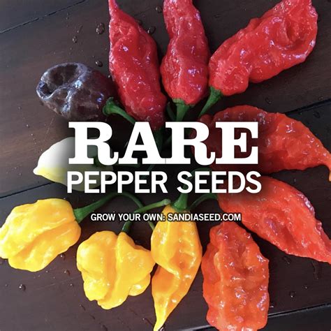 rare pepper seeds sandia seed company