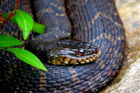 northern water snake