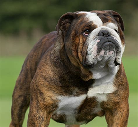 english bulldogs considered large breed