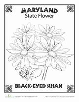 Flower State Maryland Coloring Susan Eyed Pages Choose Board States Blocks Printable Color Flowers Worksheets sketch template