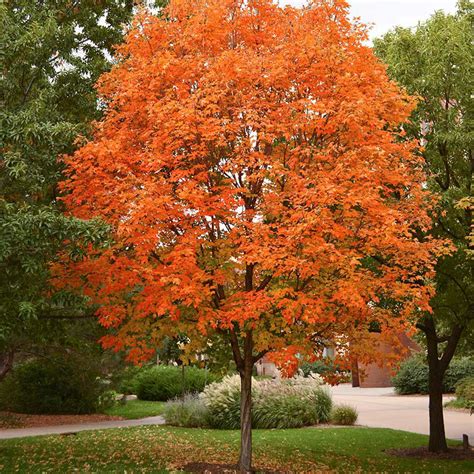 sugar maple tree  sale  arbor days  tree nursery arbor