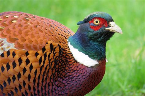pheasants  disproportionally     killed  britains roads news cardiff