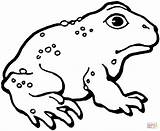 Toad Coloring Pages Captain Template sketch template