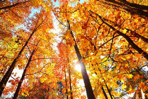 escursioni  autunno lo spettacolo del foliage tra le valli   monti del piemonte ohga