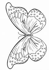 Swallowtail Tiger sketch template