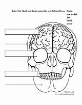 Skull Brain Labeling Elementary sketch template