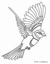 Vogel Ausmalen Fliegender Hellokids Cardinal sketch template
