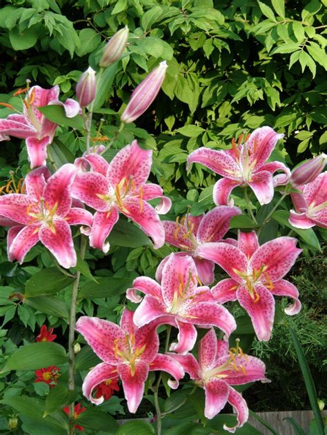 stargazer lilies spectacular flowers pinterest flowers