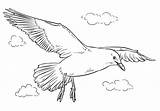 Gaviota Flying Seagull Volando Gaivota Seagulls Colorir Mouette Mewa Gaviotas Dibujo Aves Kolorowanka Locie Supercoloring Kleurplaten Tern Volo Zeemeeuw Falco sketch template