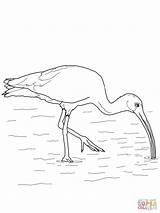 Ibis Coloring Pages Printable Australian Animals Drawing Bird Supercoloring Drawings Colouring Color Nature Silhouettes Birds sketch template