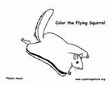 Squirrel Flying Coloring Pages Northern Sponsors Wonderful Support Please sketch template