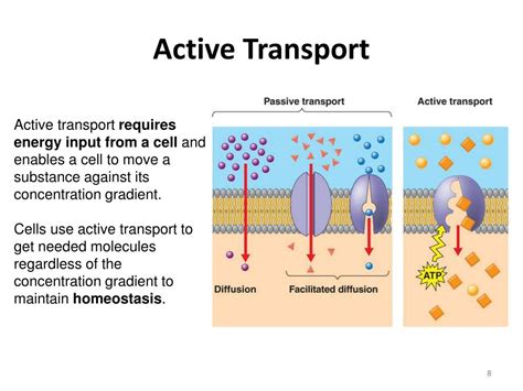 active transport protein pumps  endocytosis powerpoint