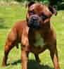 Image result for Staffordshire Bull Terrier. Size: 91 x 98. Source: buzzsharer.com