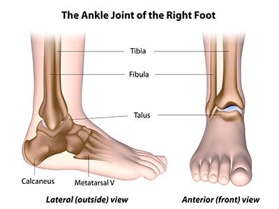 ankle cartilage preservation towson orthopaedic associates