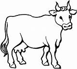 Vaca Colorat Desene Planse Cows Vacas sketch template