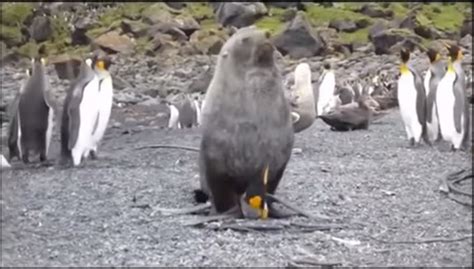 why do seals try to have sex with penguins