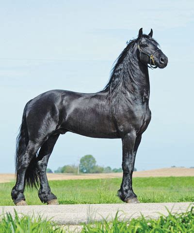 friesian stallion