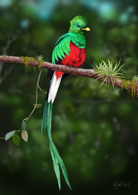 quetzal beautiful quetzal