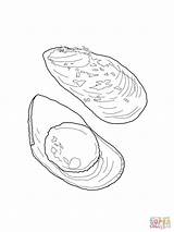 Coloring Mussel Pages Supercoloring Printable Drawing Drawings 1600px 05kb 1200 sketch template