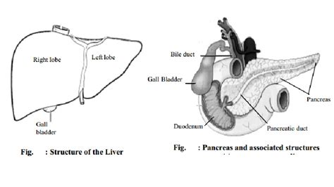 Functions Of Liver Bile Juice Pancreas