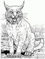 Bobcat Drawing Coloring Pages Bobcats Kids Getdrawings sketch template