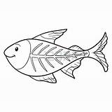 Fish Ray Coloring Drawing Pages Tetra Getdrawings Getcolorings Printable Color sketch template