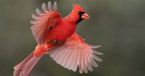 cardinal spirit animal symbolism meaning