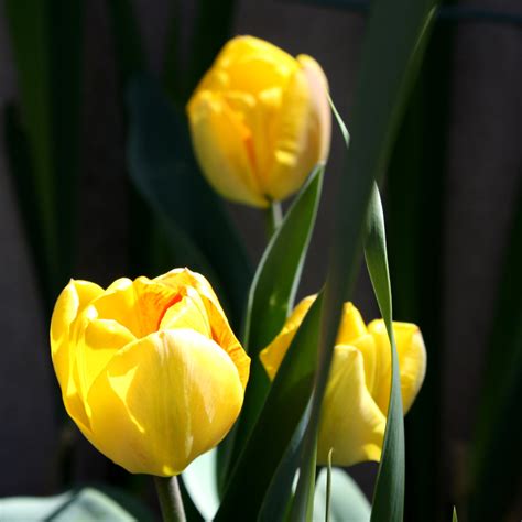 yellow tulips picture  photograph  public domain