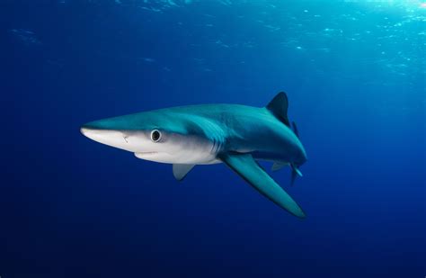 blue shark facts size habitat reproduction