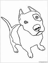 Pages Bull Pit Coloring Puppy Color sketch template