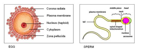 Reproduction Sex Cells Diagram Quizlet