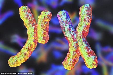 Y Ped Out Neanderthal Male Sex Chromosomes Were Gradually