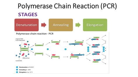 polymerase chain reaction pcr principle procedure  steps types