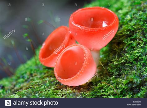 asian rainforest fungi adult videos